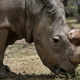 Sudán, el último macho de rinoceronte blanco del norte, en la reserva Ol Pejeta de Laikipia (Kenia)